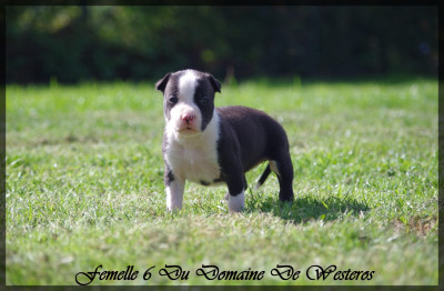 Les chiots de American Staffordshire Terrier