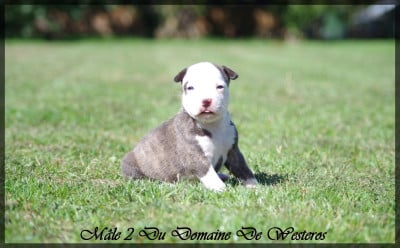 Les chiots de American Staffordshire Terrier