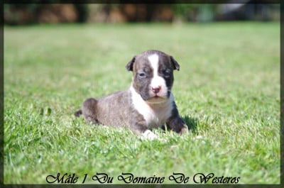Les chiots de American Staffordshire Terrier