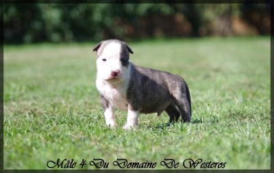 Les chiots de American Staffordshire Terrier
