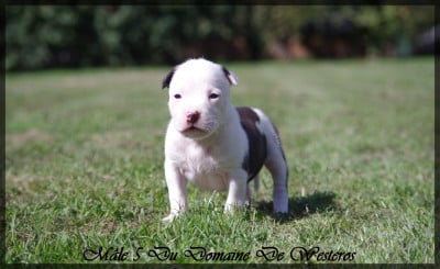 Les chiots de American Staffordshire Terrier