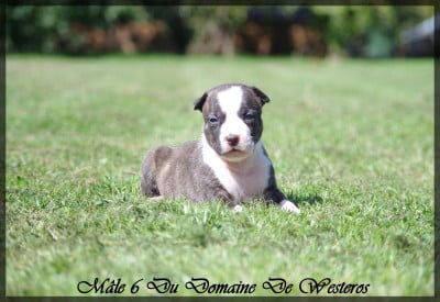 Les chiots de American Staffordshire Terrier