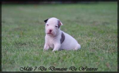 Les chiots de American Staffordshire Terrier