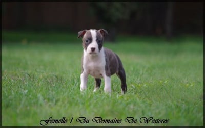 Les chiots de American Staffordshire Terrier