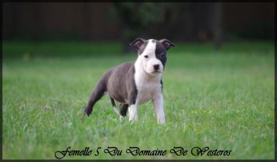 Les chiots de American Staffordshire Terrier