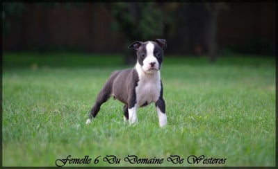 Les chiots de American Staffordshire Terrier