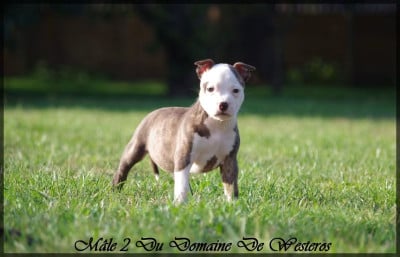 Les chiots de American Staffordshire Terrier
