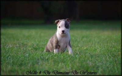 Les chiots de American Staffordshire Terrier