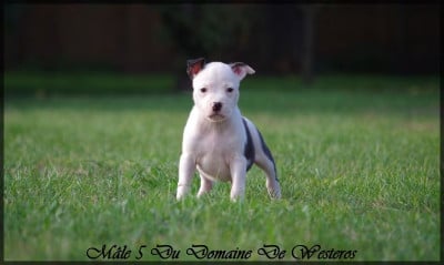 Les chiots de American Staffordshire Terrier