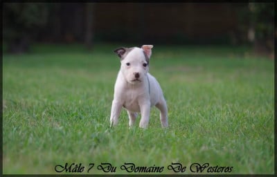 Les chiots de American Staffordshire Terrier