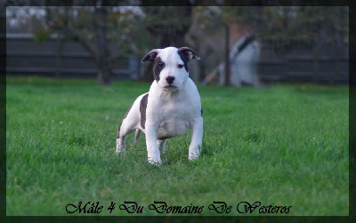Les chiots de American Staffordshire Terrier
