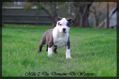 Les chiots de American Staffordshire Terrier