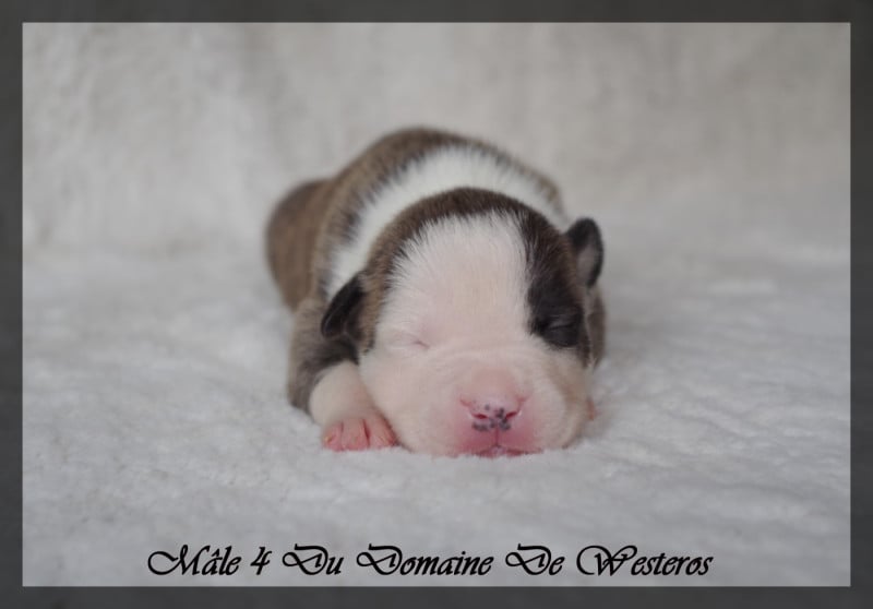 American Staffordshire Terrier - Du Domaine De Westeros