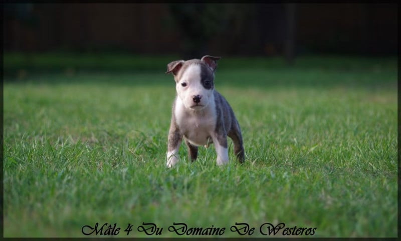 American Staffordshire Terrier - Du Domaine De Westeros