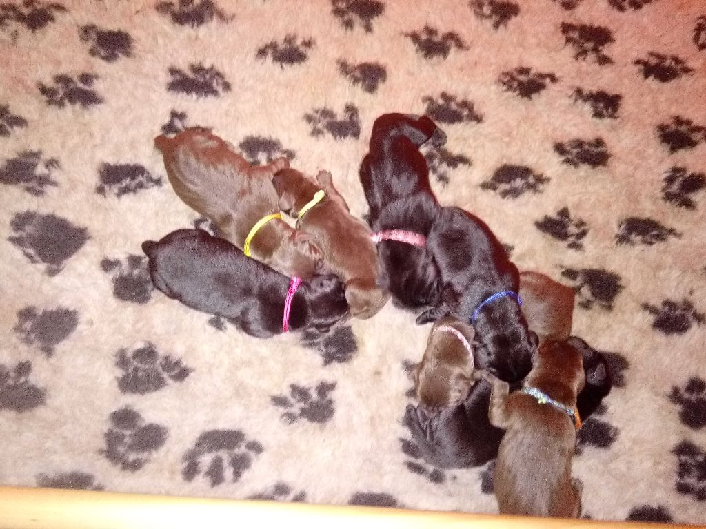 CHIOT CHOCOLAT - Labrador Retriever
