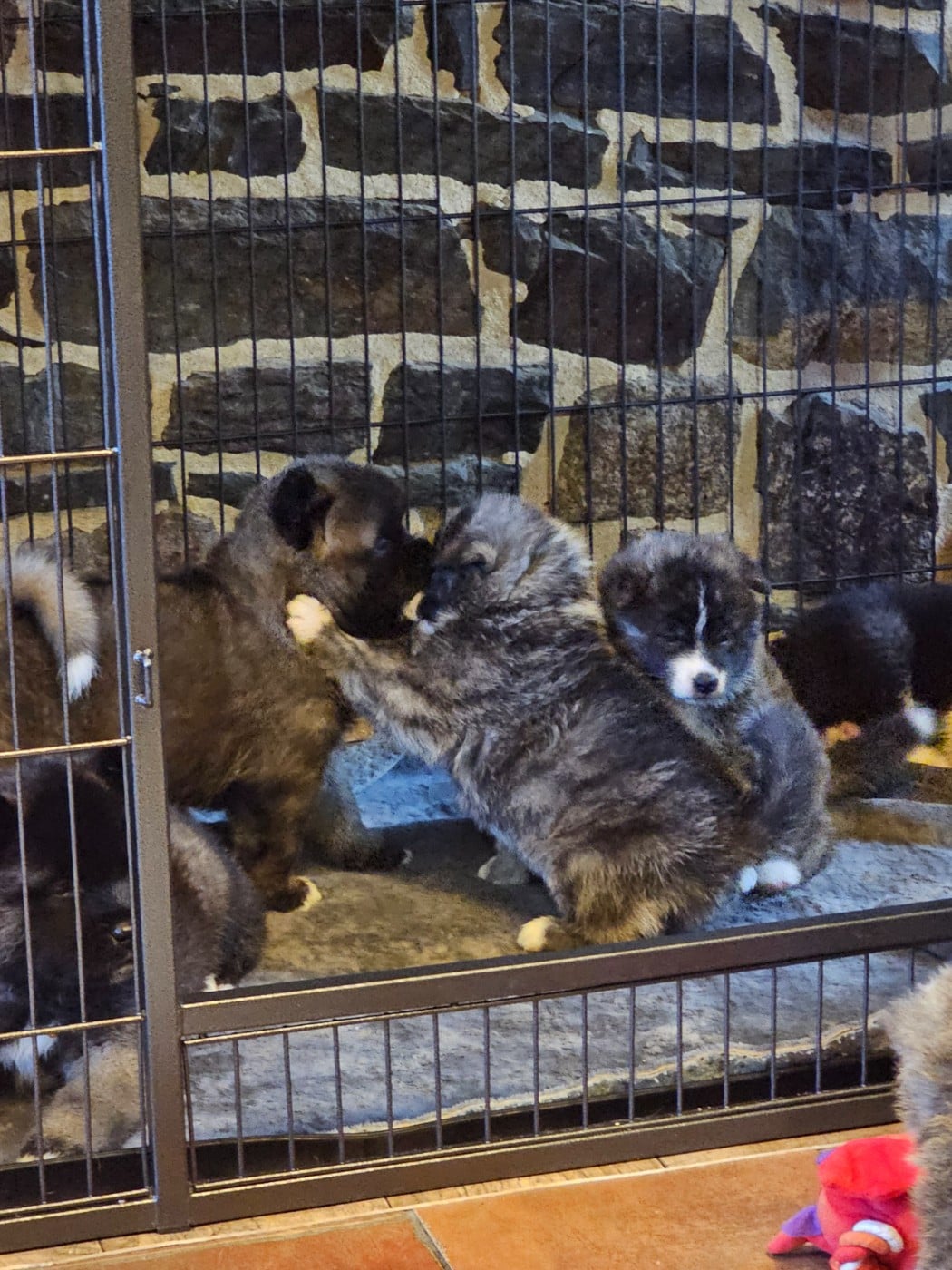 Akita - De La Joaillerie De La Cour