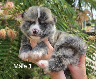 Les chiots de Akita