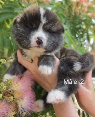 Les chiots de Akita