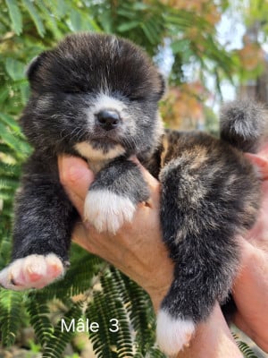 Les chiots de Akita