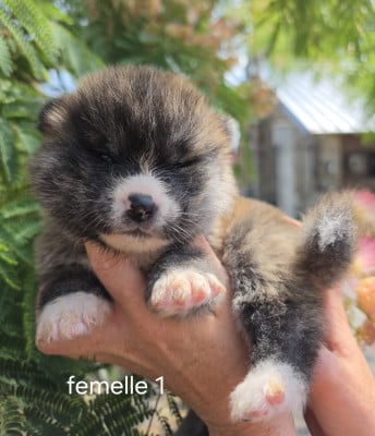 Les chiots de Akita