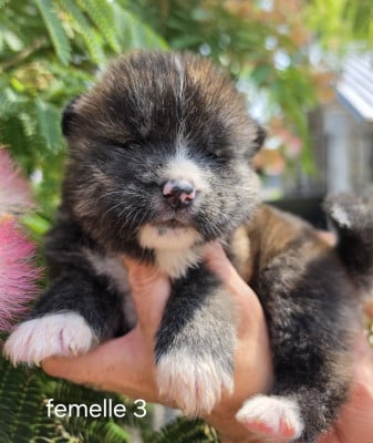 Les chiots de Akita