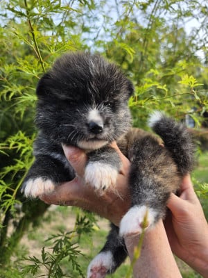 Les chiots de Akita