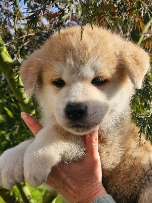 Les chiots de Akita