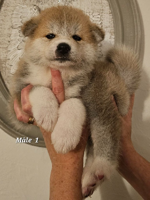 Les chiots de Akita