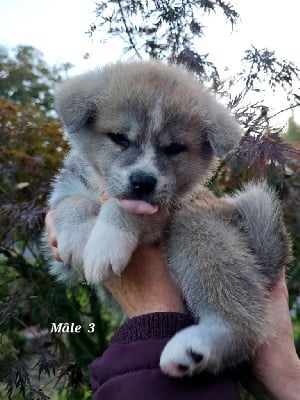 Les chiots de Akita