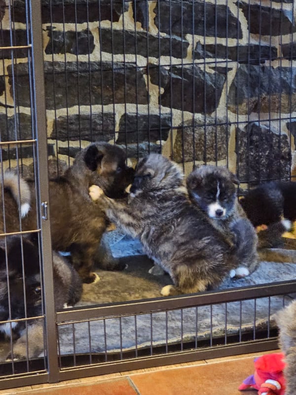 Akita - De La Joaillerie De La Cour