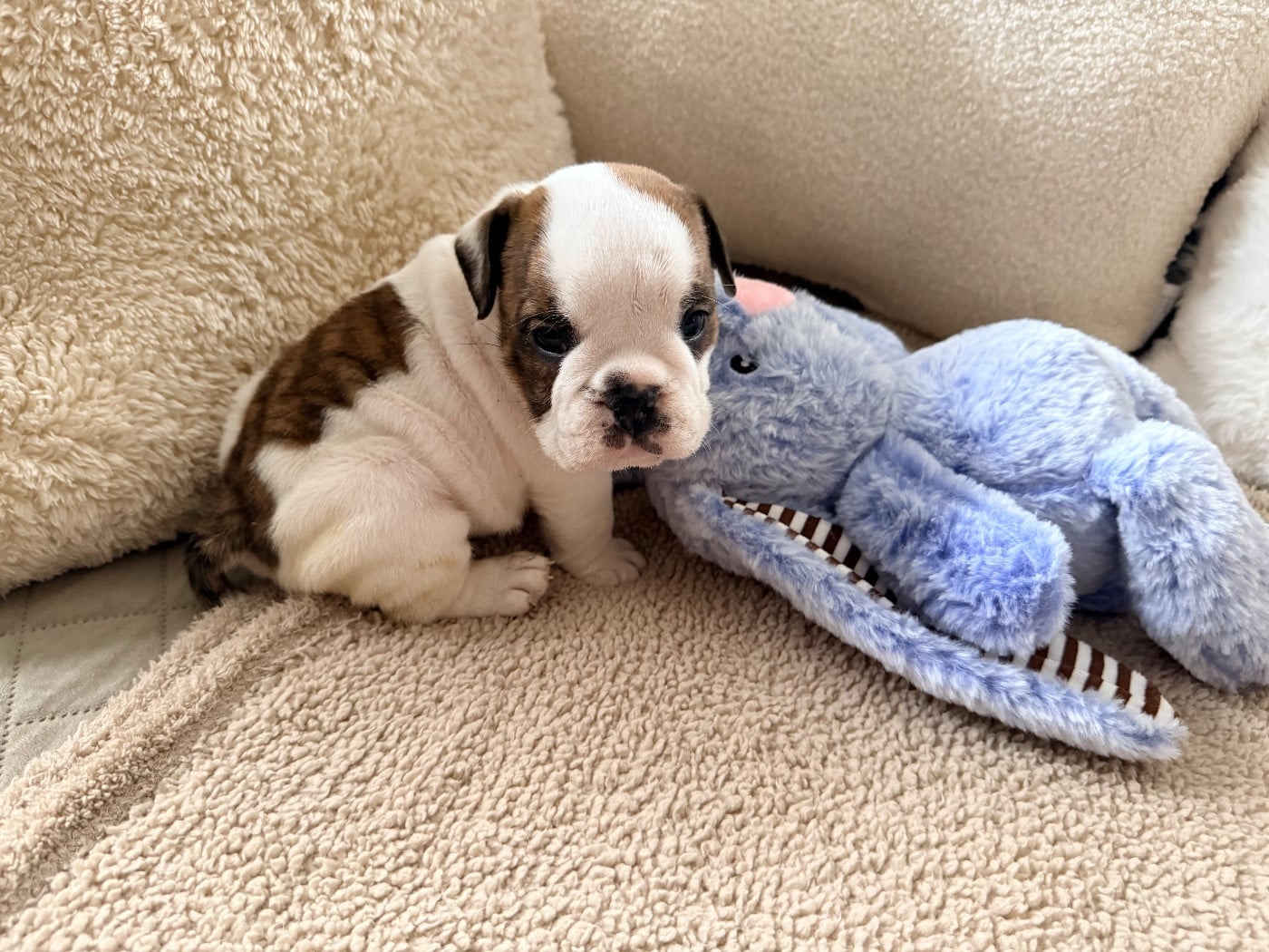 Bulldog Anglais - Nation Strong Bull