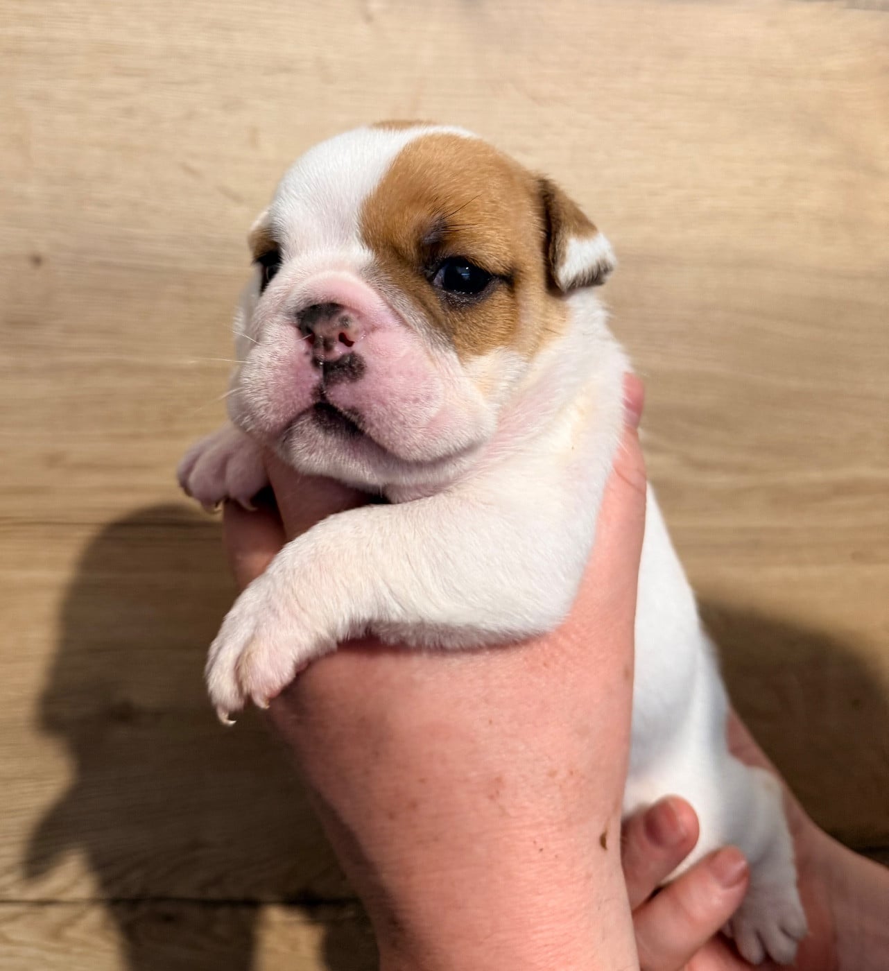 Chiot N°1