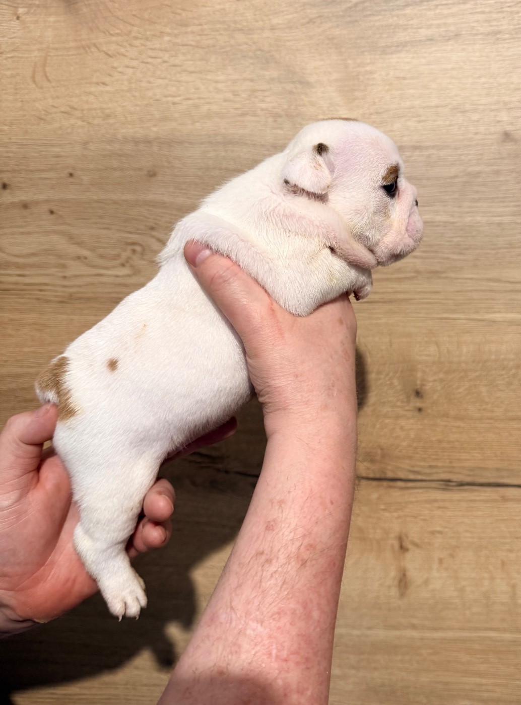 Chiot N°1