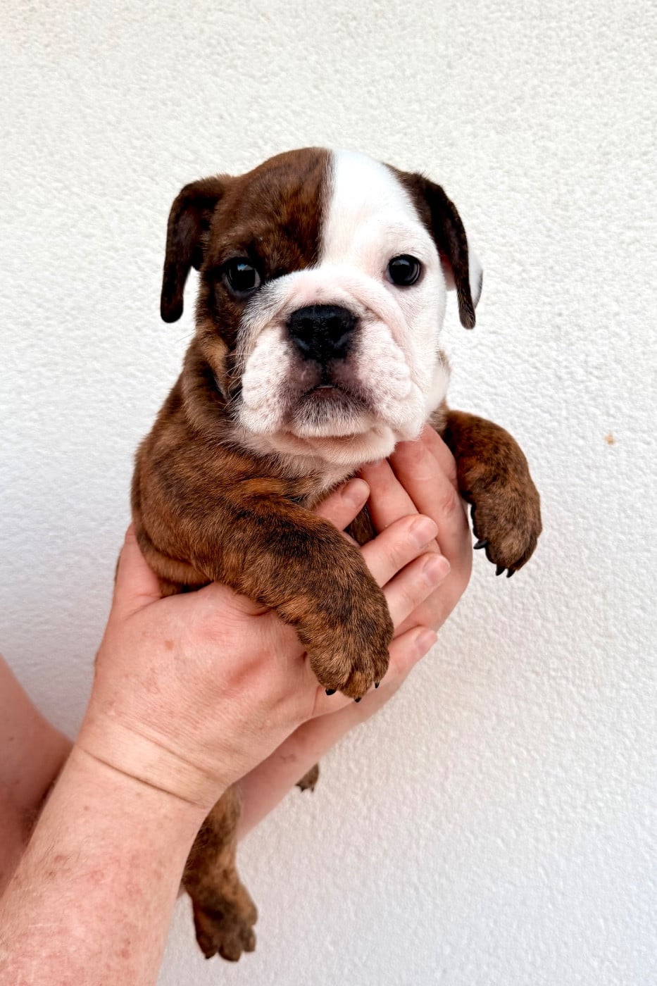 Chiot N°1