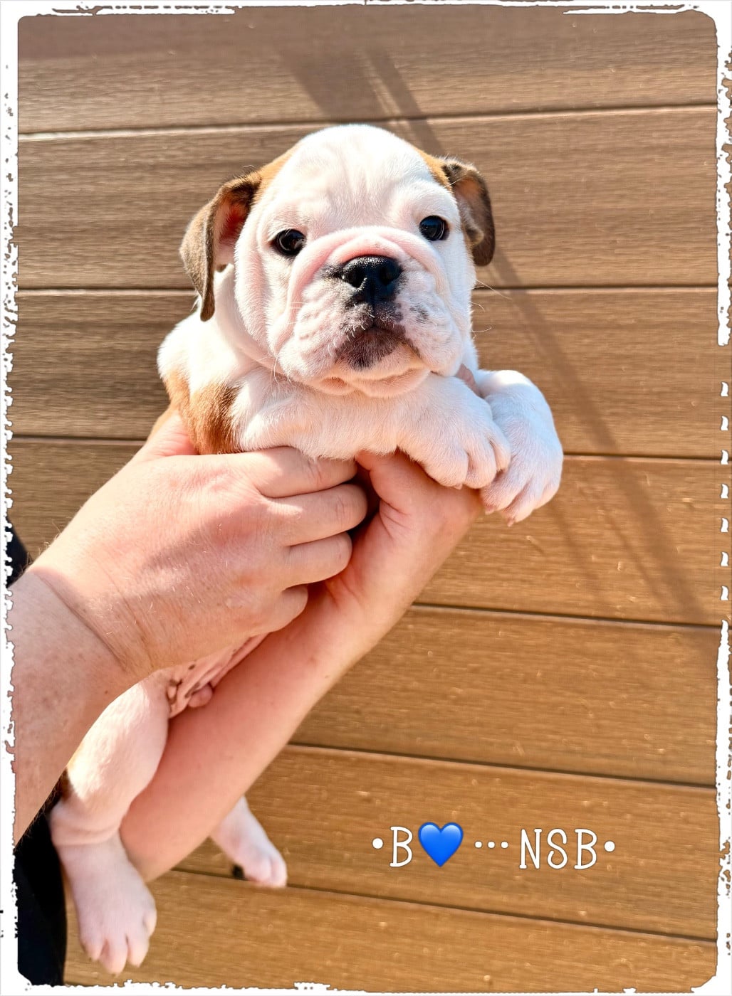 Bulldog Anglais - Nation Strong Bull