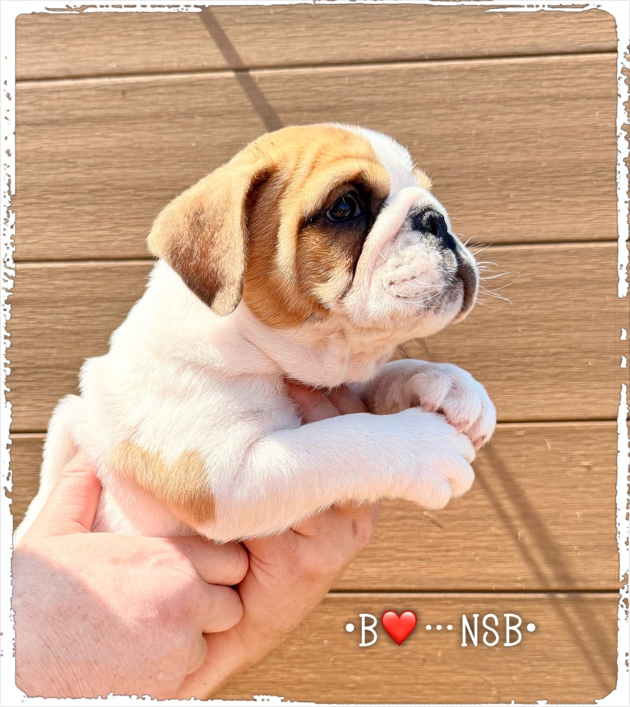 Bulldog Anglais - Nation Strong Bull