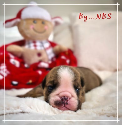 Les chiots de Bulldog Anglais