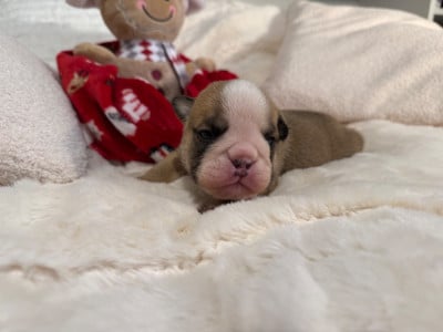 Les chiots de Bulldog Anglais