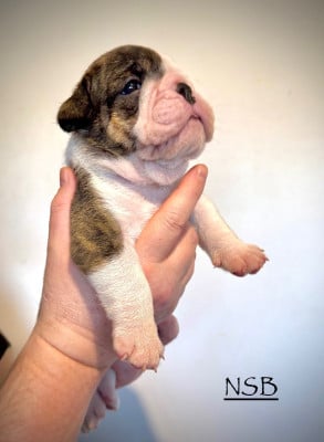 Les chiots de Bulldog Anglais
