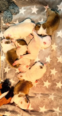 Les chiots de Bulldog Anglais