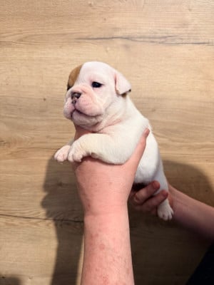 Les chiots de Bulldog Anglais