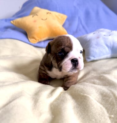 Les chiots de Bulldog Anglais