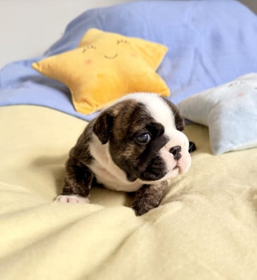 Les chiots de Bulldog Anglais