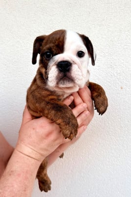 Les chiots de Bulldog Anglais