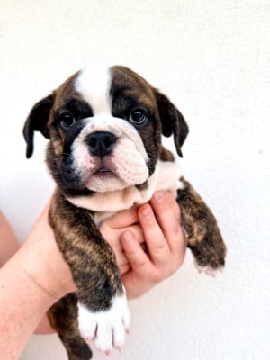 Les chiots de Bulldog Anglais