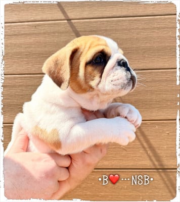 Les chiots de Bulldog Anglais