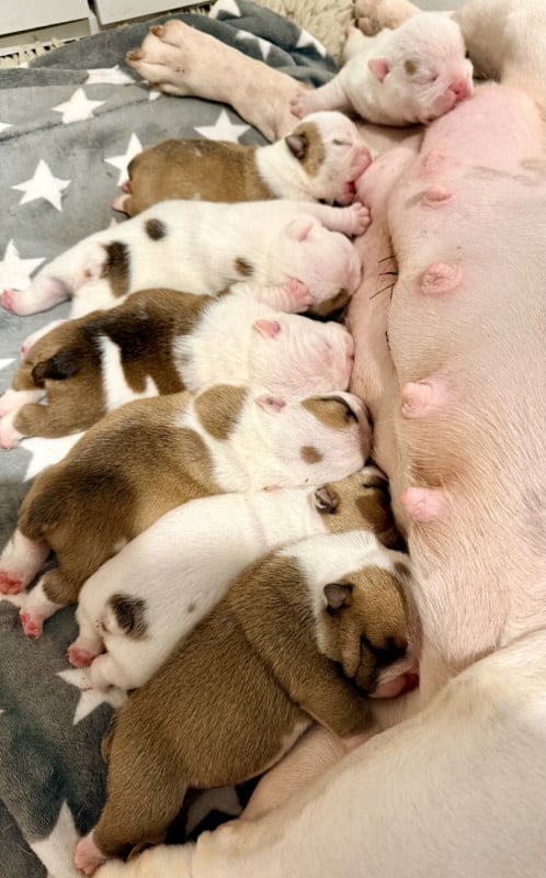 Bulldog Anglais - Nation Strong Bull