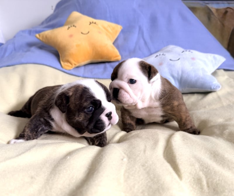 Bulldog Anglais - Nation Strong Bull