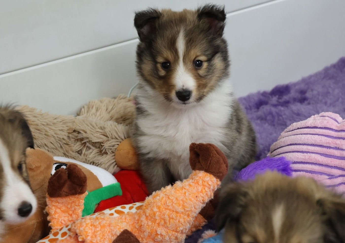 CHIOT 5 - Shetland Sheepdog