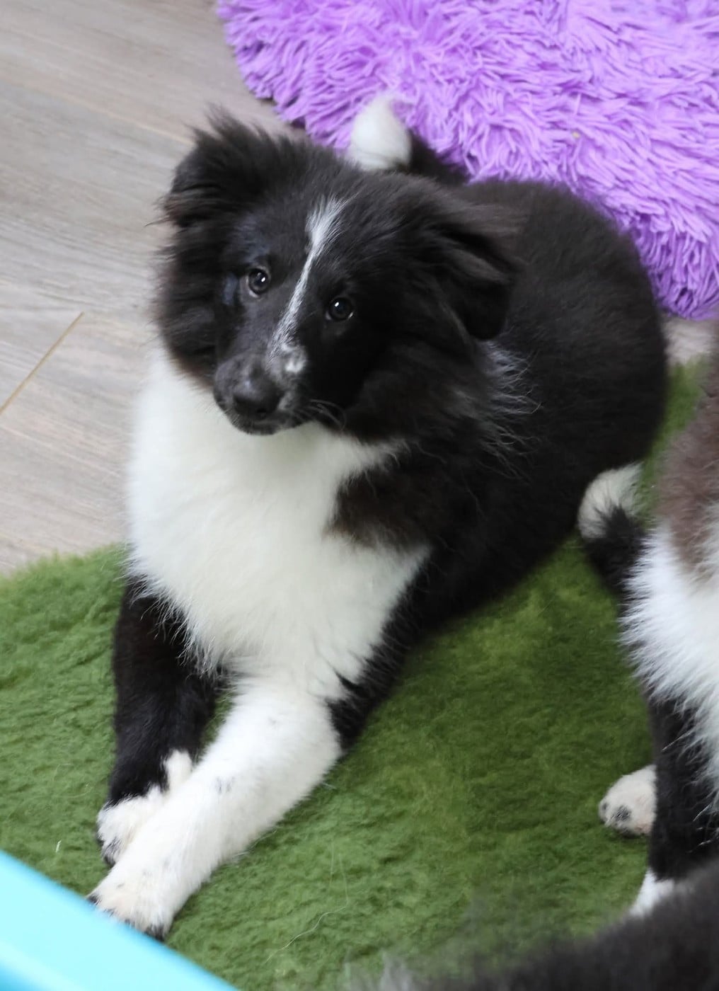 Shetland Sheepdog - du Royaume de la Petite étoile